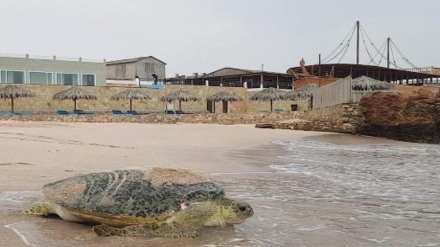 Turtle Beach Resort Ras al Hadd Exterior photo